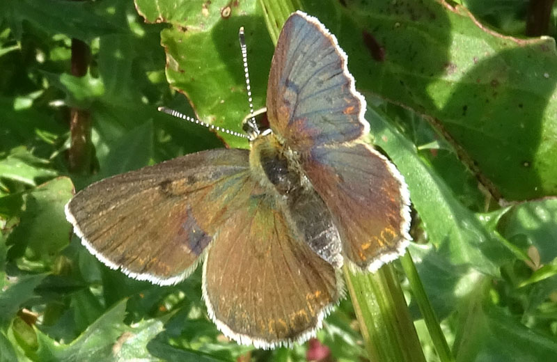 in trasparenza: Lycaena tithyrus subalpinus